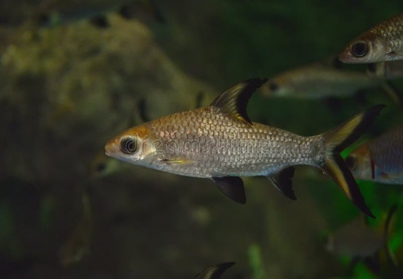 Bala Shark or Silver Shark stock image. Image of bala 56913949