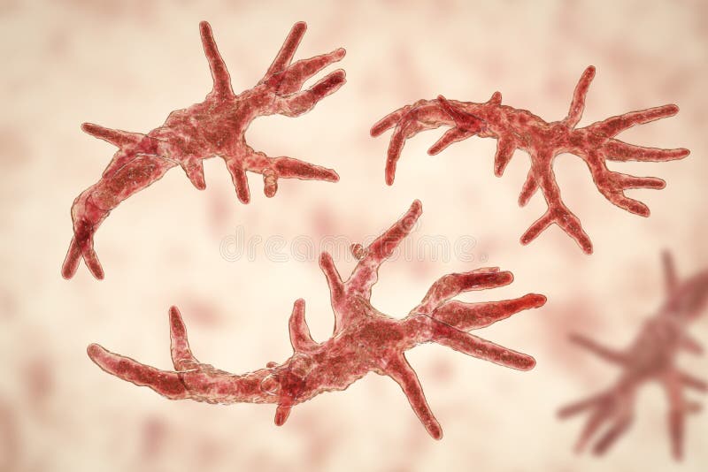 Balamuthia mandrillaris amoeba. 3D illustration. A free-living protozoan in soil and water, can cause granulomatous amoebic encephalitis of the brain royalty free illustration Balamuthia mandrillaris amoeba. 3D illustration. A free-living protozoan in soil and water, can cause granulomatous amoebic encephalitis of the brain royalty free illustration