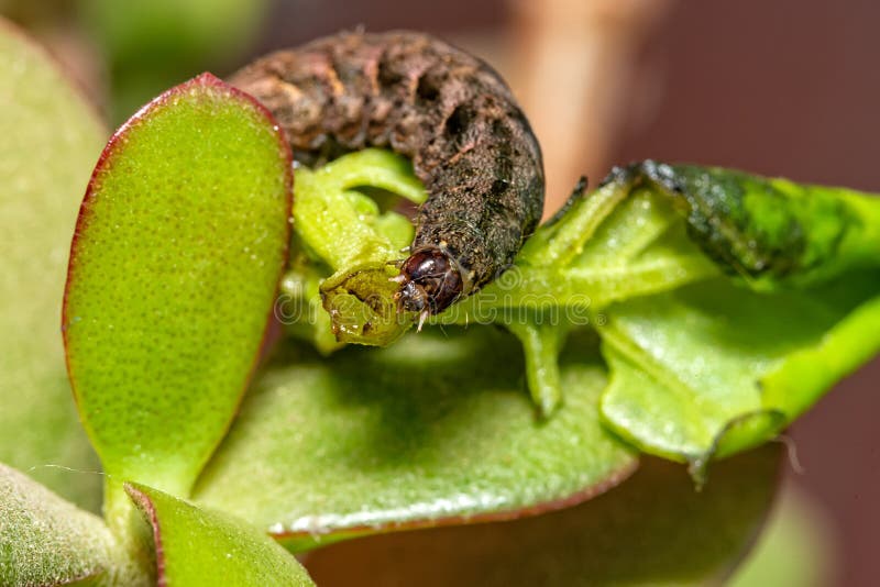 Foto: Lagarta verde dos toras de Arachides que munching em uma folha