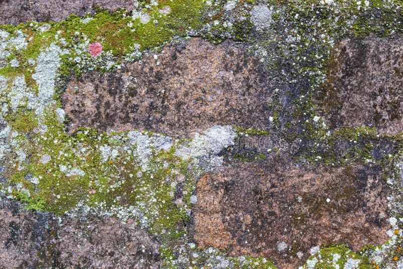 Balance, molde, musgo e liquen o fundo imagem de stock Balance, molde, musgo e liquen o fundo imagem de stock