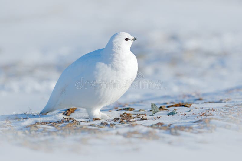 Estreia De Outono De Neve 5 Imagem de Stock Editorial - Imagem de