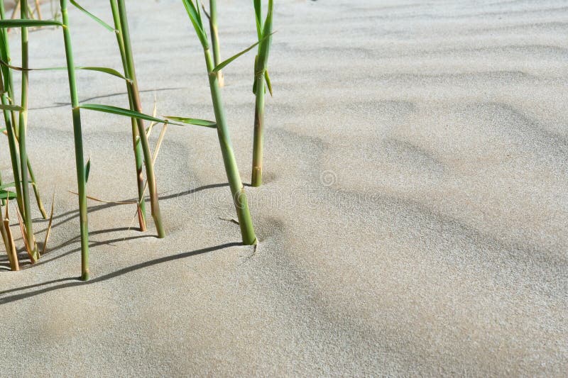 Balanced composition of reed and sand dune