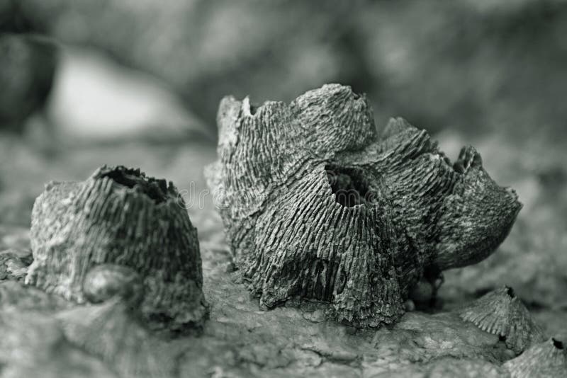 Barnacle between rocks stock image. Image of balanus Biology Diagrams