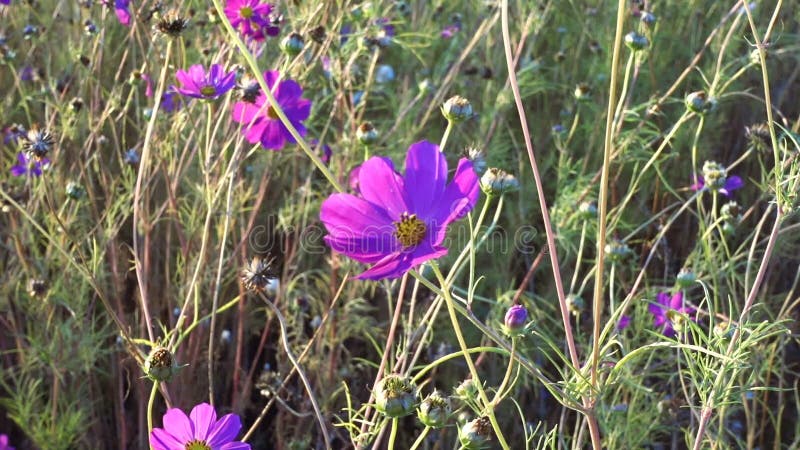 Balanço cor-de-rosa da flor do cosmos no vento