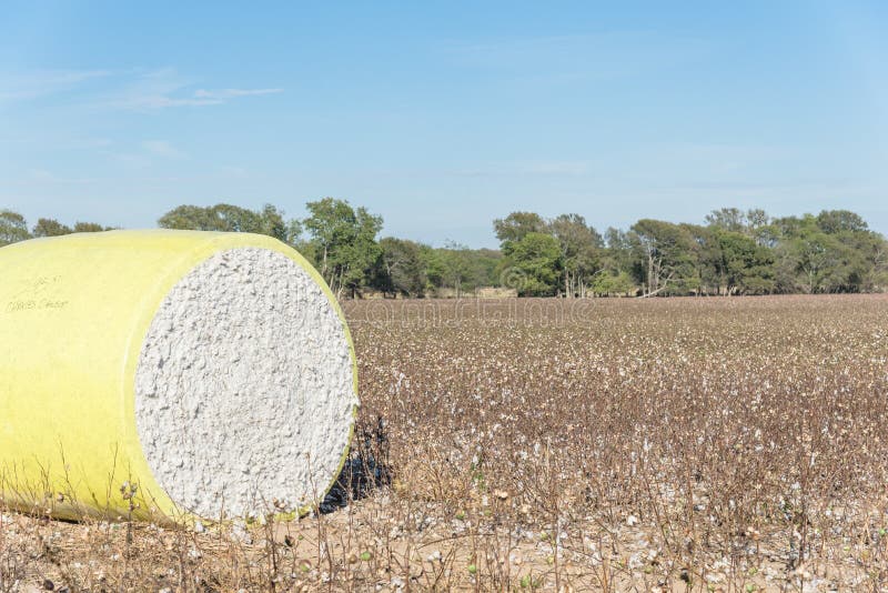 Balas del algodón del primer en campo cosechado en Tejas, los E.E.U.U. imagenes de archivo Balas del algodón del primer en campo cosechado en Tejas, los E.E.U.U. imagenes de archivo
