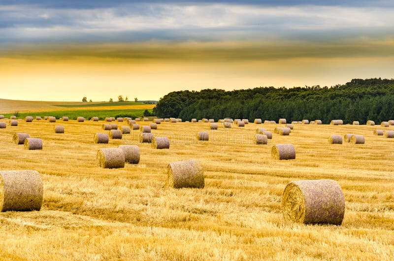 Balas redondas de heno recién cosechadas en un campo en una mañana soleada foto de archivo libre de regalías Balas redondas de heno recién cosechadas en un campo en una mañana soleada foto de archivo libre de regalías