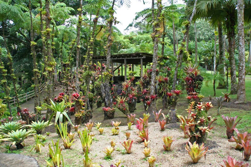Balataträdgård, Martinique