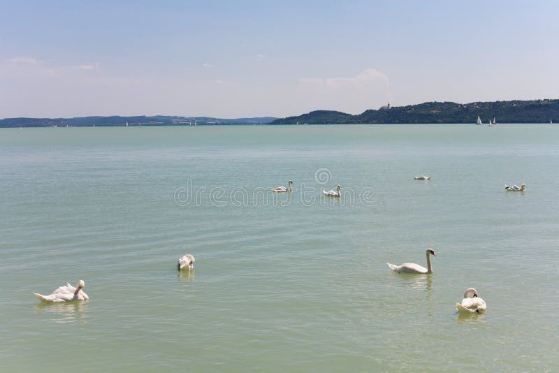 Balatonsjön på Balatonfusionen med vita svans i förgrunden arkivbilder Balatonsjön på Balatonfusionen med vita svans i förgrunden arkivbilder