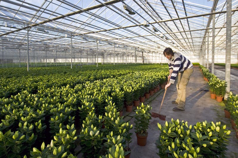 A man sweeping the concrete floor of a huge glasshouse. A man sweeping the concrete floor of a huge glasshouse