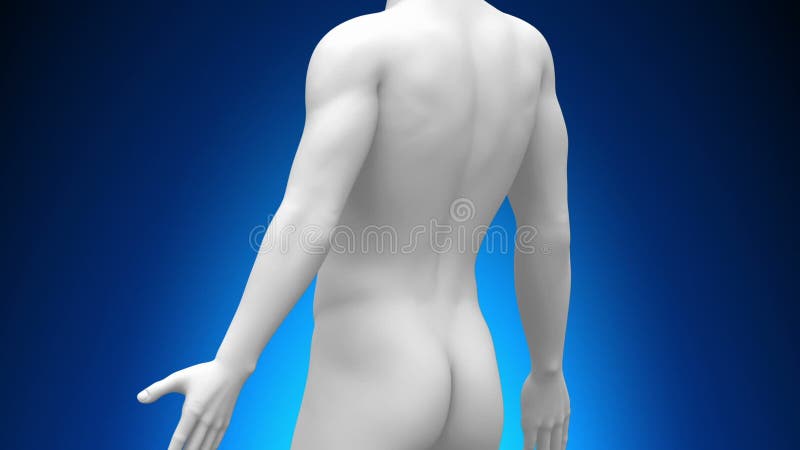 Radiographie Médicale - Vésicule Biliaire illustration de vecteur