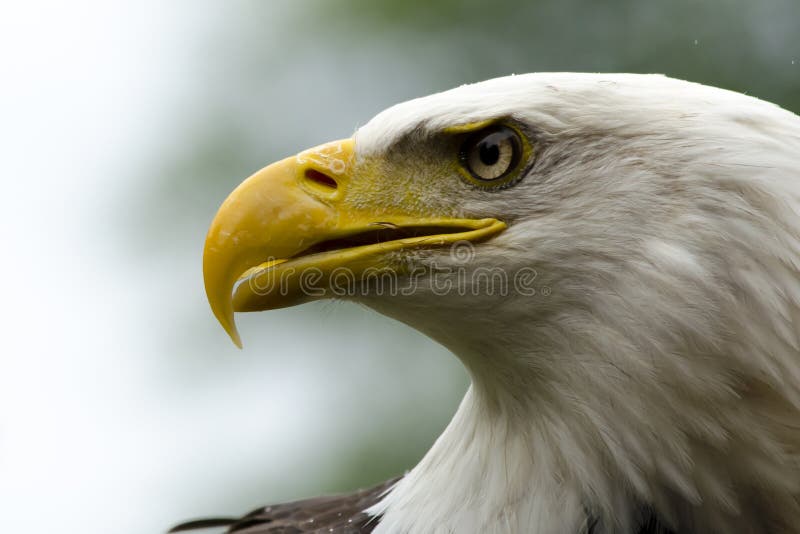 Bald Eagle Stare