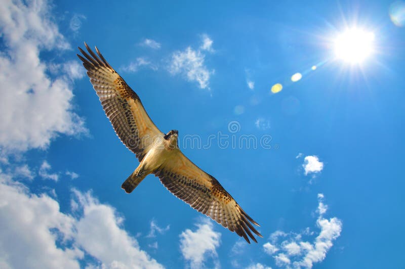 Balbuzard avec les nuages et le soleil de ciel bleu photo libre de droits Balbuzard avec les nuages et le soleil de ciel bleu photo libre de droits