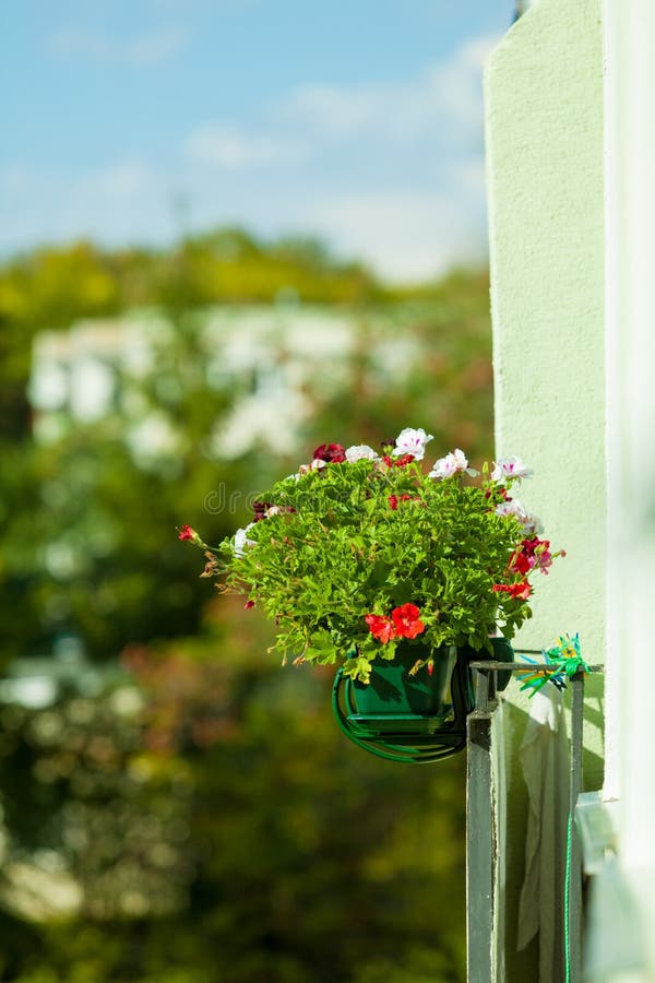 Fleurs Décoratives De Balcon Dans Des Pots Avec Le Cintre Photo stock -  Image du centrale, coloré: 89101174