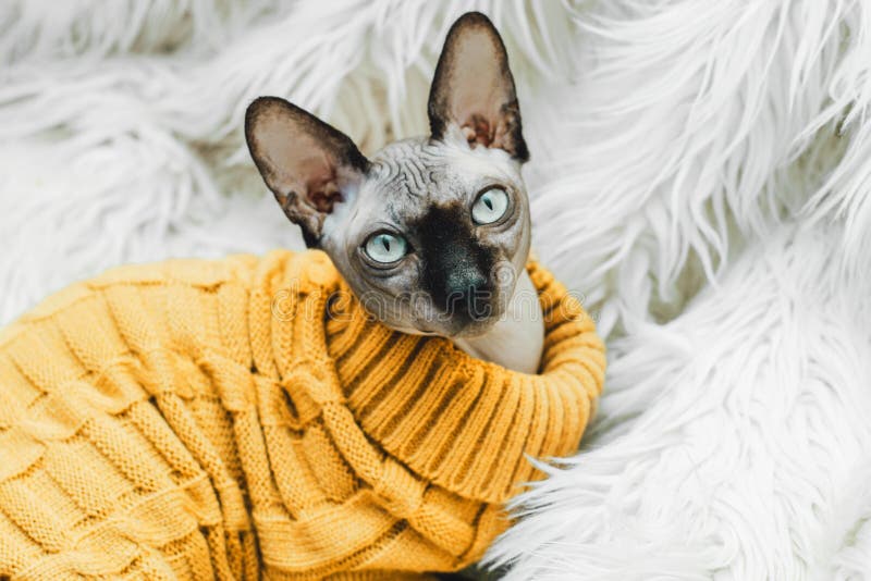 Sphinx Cat Sweater Stock Photos - Free & Royalty-Free Stock Photos from  Dreamstime