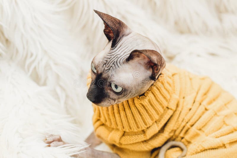 Sphinx Cat Sweater Stock Photos - Free & Royalty-Free Stock Photos from  Dreamstime