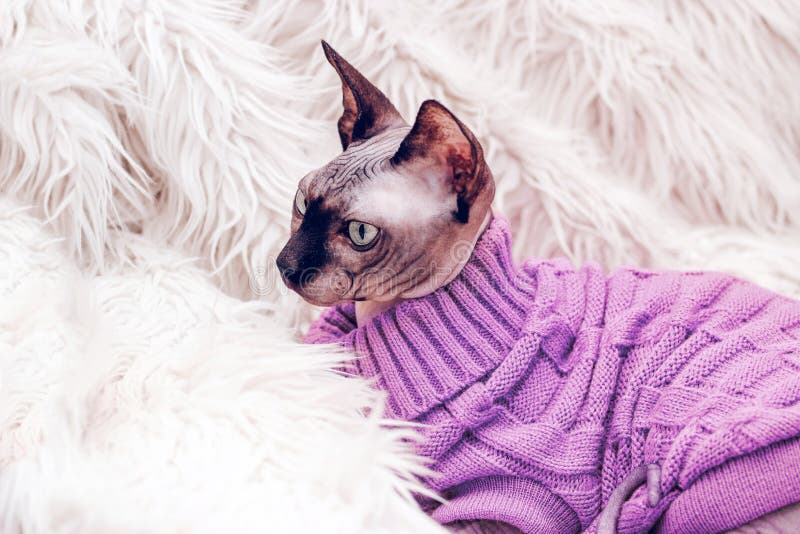 Sphinx Cat Sweater Stock Photos - Free & Royalty-Free Stock Photos from  Dreamstime