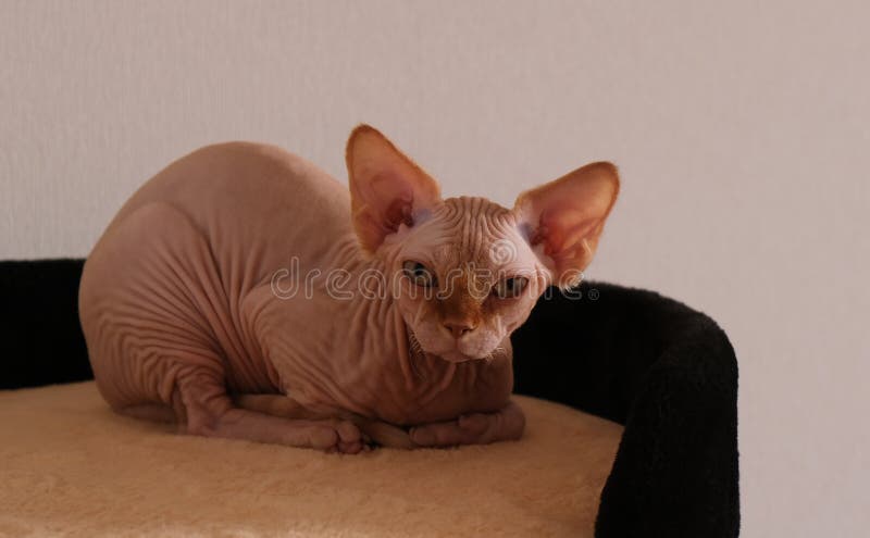 Bald Cat, Breed of Cats without Hair Stock Photo - Image of kohona, hair:  191711836