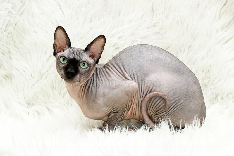 Bald Cat of the Canadian Sphynx Breed. Chocolate Color. Stock Photo Image of color, animal
