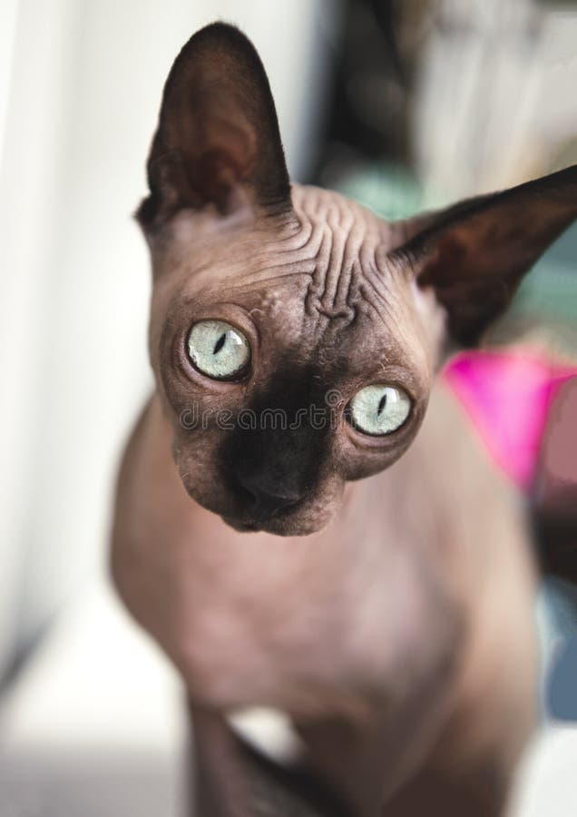 Bald Cat of the Canadian Sphynx Breed, Pet, Animal Stock Photo Image