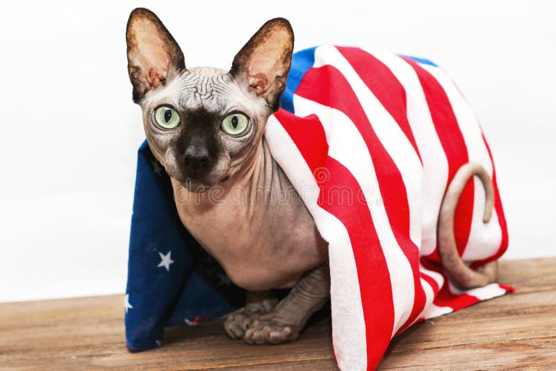 120 Sphynx Cat Clothing Stock Photos - Free & Royalty-Free Stock Photos  from Dreamstime