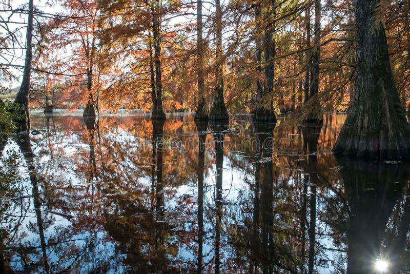 Bald cypress in automn , french countryside