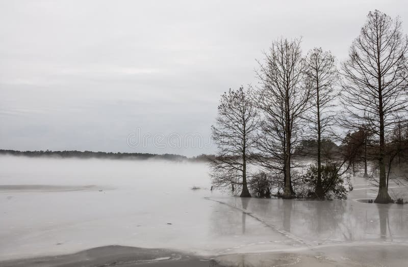 Bald Cypress in Frozen Lake in Winter