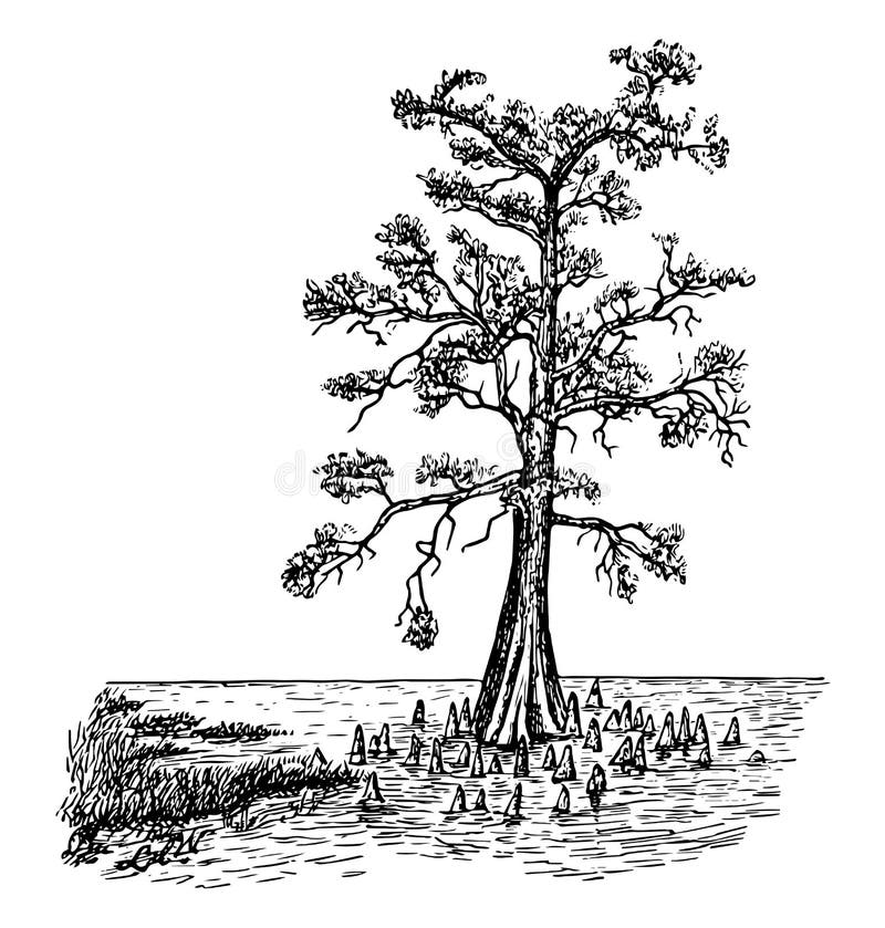 This is an image of bald cypress in swamp form. This image is showing the tree in the lake with aerating roots or knees, vintage line drawing or engraving illustration. This is an image of bald cypress in swamp form. This image is showing the tree in the lake with aerating roots or knees, vintage line drawing or engraving illustration