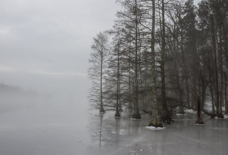 Bald Cypress Trees Forest Edge in Ice and Fog