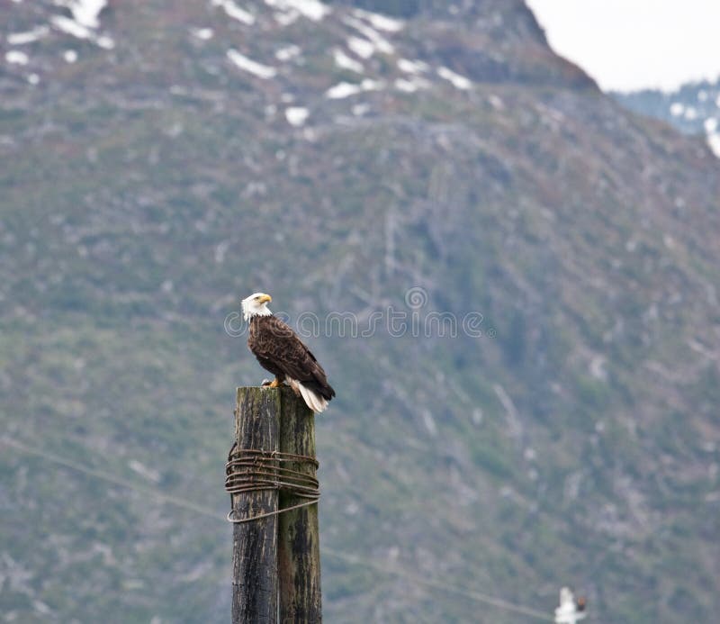 Bald Eagle