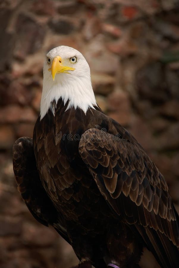 Bald Eagle with out of focus stone background