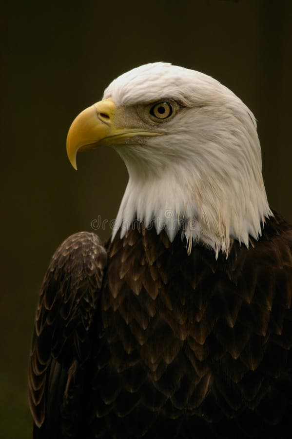 Three-quarter shot of a bald eagle against a neutral background.