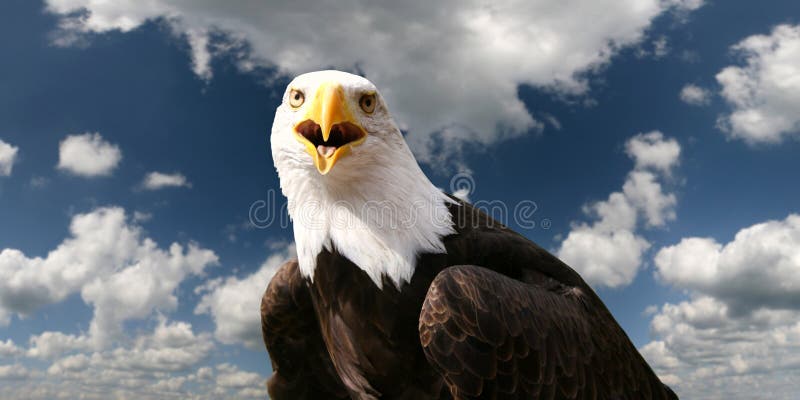 Bald eagle in front of clouds