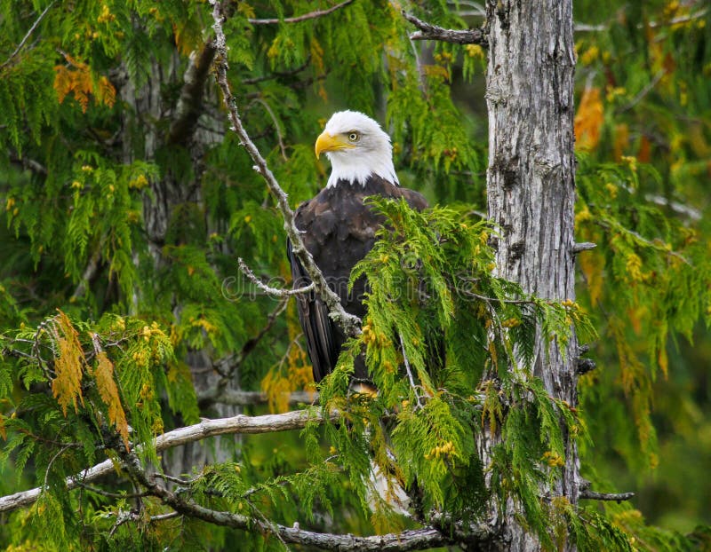 Bald Eagle perched in tree, Misty Fjords, Alaska