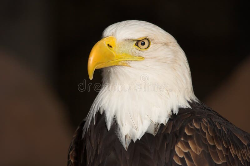 859 Aviary Eagle Stock Photos - Free & Royalty-Free Stock Photos from Dreamstime 859 Aviary Eagle Stock Photos - Free & Royalty-Free Stock Photos from Dreamstime