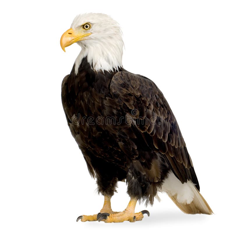 Bald Eagle (22 years) - Haliaeetus leucocephalus in front of a white background