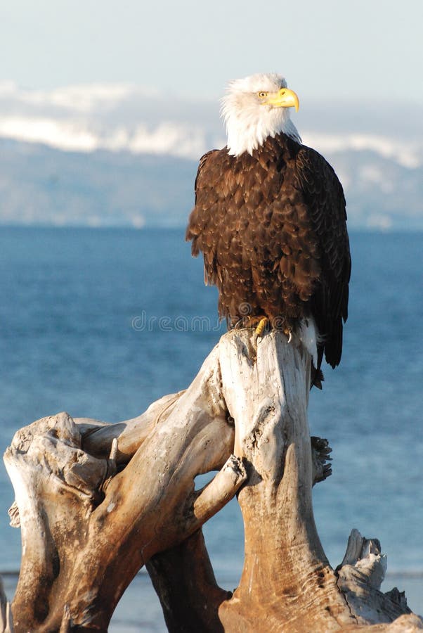 A bald American eagle sitting on a piece of driftwood in Homer, Alaska. A bald American eagle sitting on a piece of driftwood in Homer, Alaska