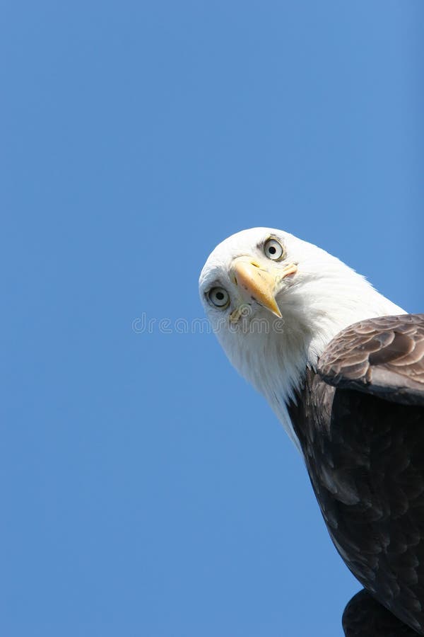 Bald eagle headshot on blue sky