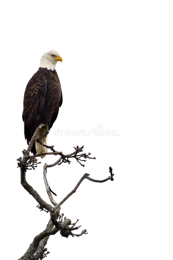 Bald eagle on a tree branch, isolated on white.