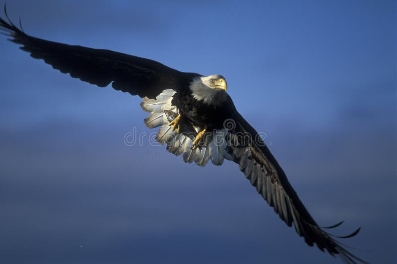 L'aquila calva in azione.