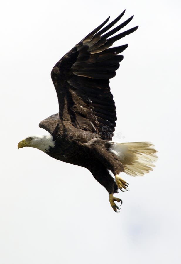 A Bald Eagle takes off over the Viera Wetlands in Florida.. Photo By: Michael R. Brown