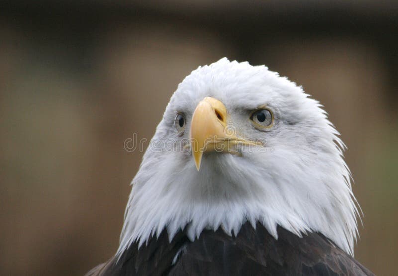 A bald eagle (Haliaeetus leucocephalus), the national emblem of the United States, at Prague Zoo, Czech Republic.