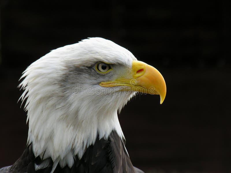 Close up of a Bald Eagle