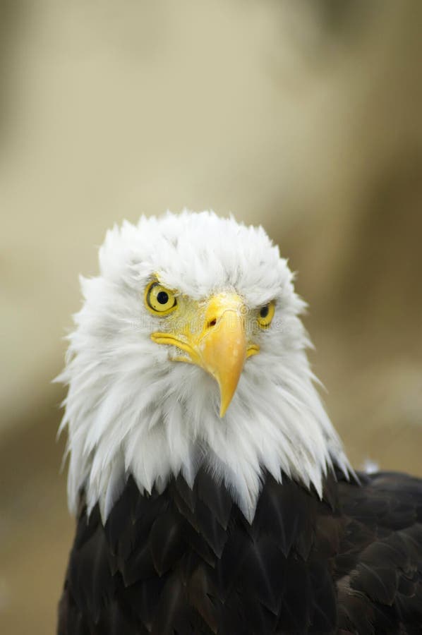 A male Bald Eagle portrait