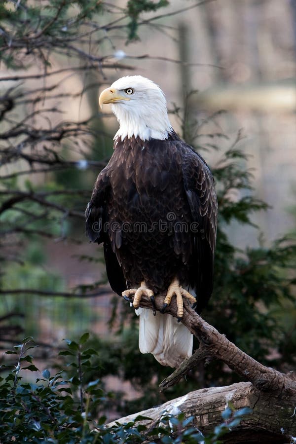 American Bald Eagle with strong claws sitting on branch looking to the left