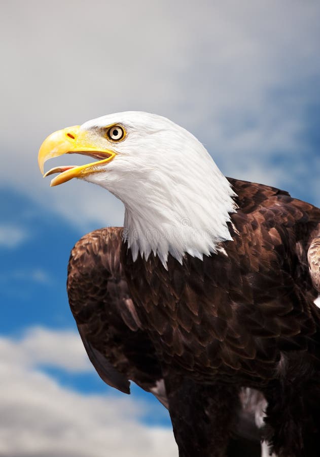 An American Bald Eagle against a cloudy sky.