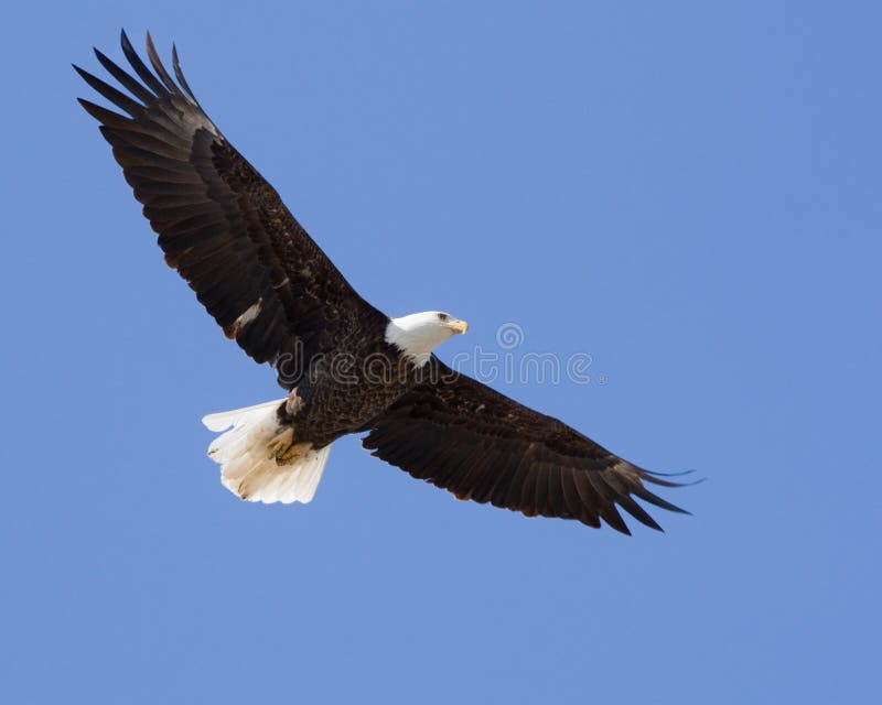 Bald Eagle stock photo Bald Eagle stock photo