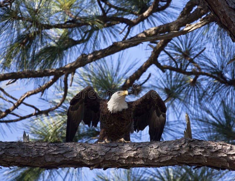 Bald Eagle