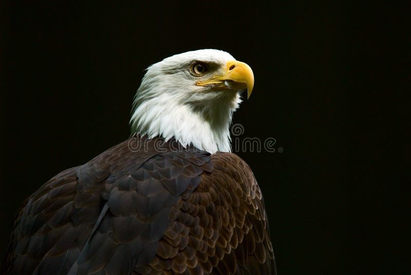 A Bald Eagle