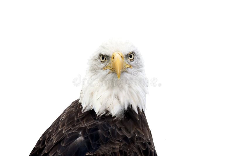 Bald eagle royalty free stock photo Bald eagle royalty free stock photo