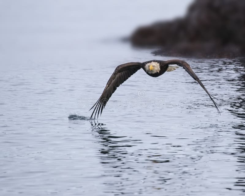 Bald Eagle adult in flight  dragging his wing